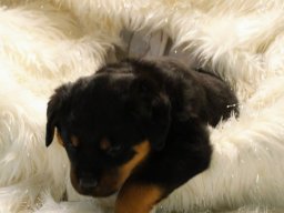 gus 2